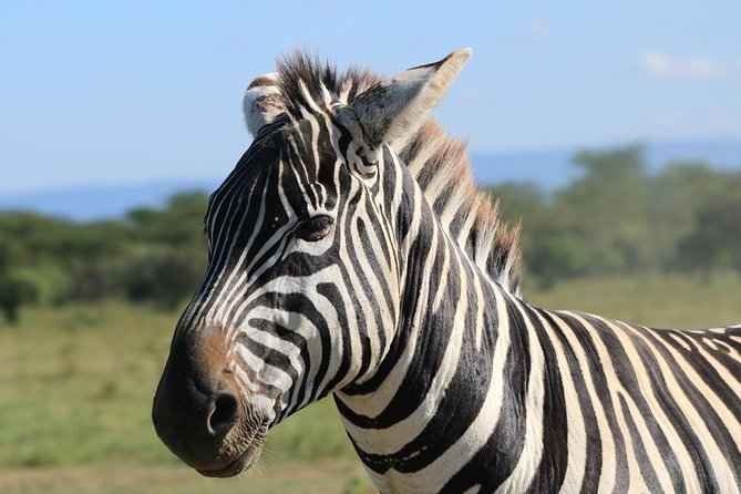 4-Day Safari in Tarangire, Serengeti & Ngorongoro (Mid-range) - Who should book this safari?