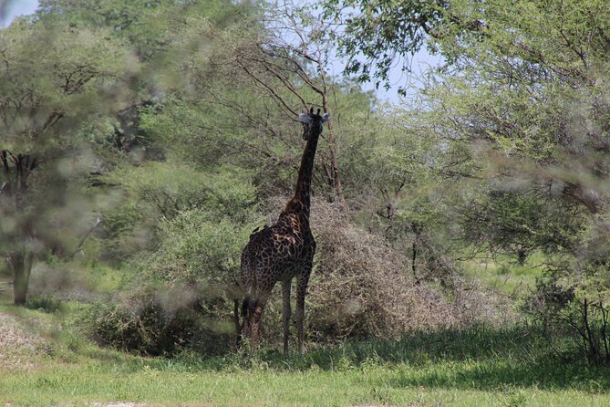 4-Day Safari in Tarangire, Serengeti & Ngorongoro (Mid-range) - Day 1: Tarangire’s elephants and baobab country