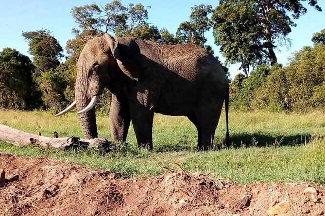 4-Day Safari: Lake Manyara, Serengeti & Ngorongoro - Day 4: Descending into Ngorongoro Crater
