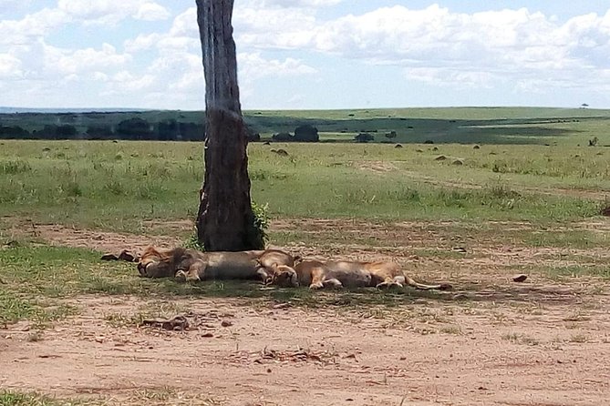 4-Day Safari: Lake Manyara, Serengeti & Ngorongoro - The guide can make or break the safari