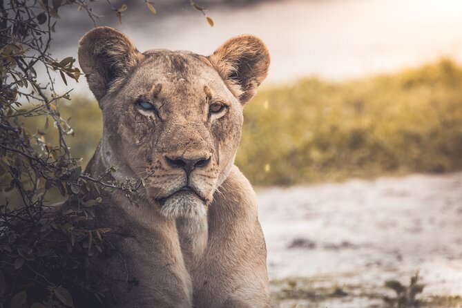 4 Day Safari- Tarangire,Ngorongoro and Serengeti - The Land Cruiser experience