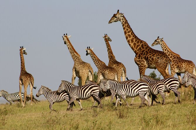 4 Day Safari- Tarangire,Ngorongoro and Serengeti - Who should book this safari?