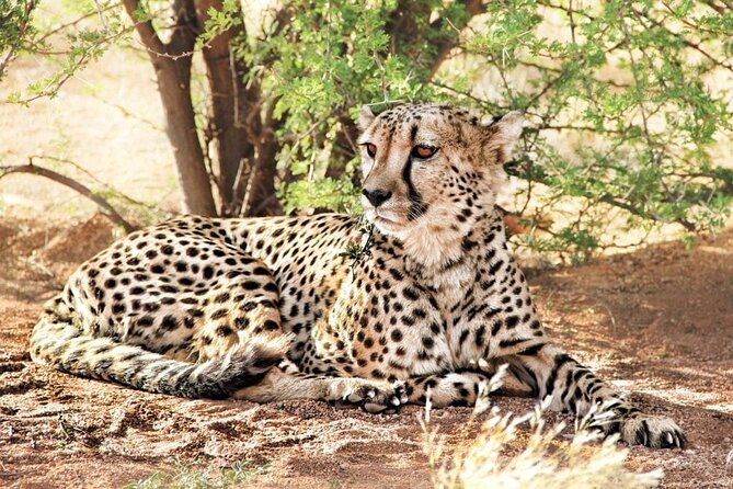 4-Day Safari to Tarangire ,Serengeti and Ngorongoro crater from Arusha - Why this three-park route works in four days