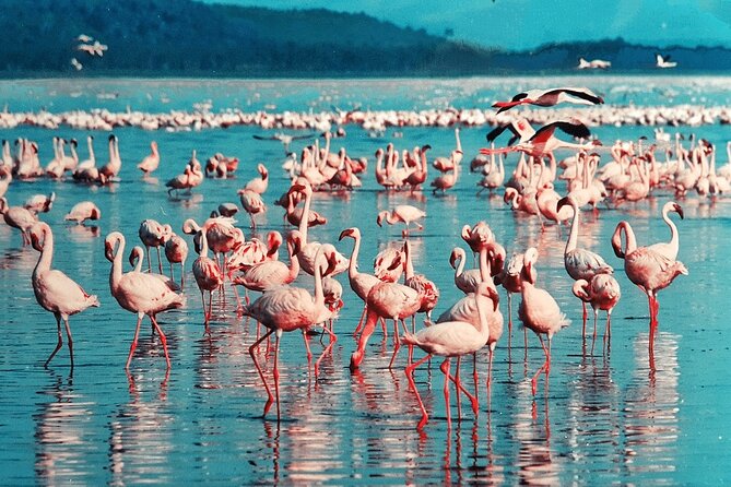 4-Day Safari to Tarangire ,Serengeti and Ngorongoro crater from Arusha - Food, camping, and comfort