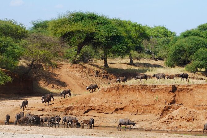 4-Day Safari to Tarangire, Serengeti and Ngorongoro from Arusha - Join a group - Day four: Inside Ngorongoro Crater