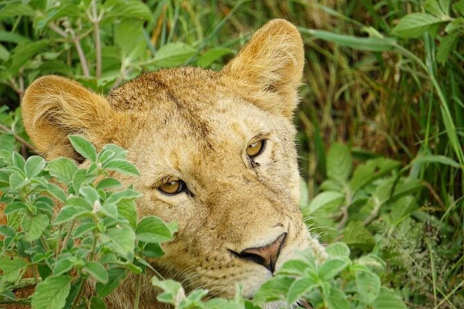 4-Day Safari to Tarangire, Serengeti and Ngorongoro from Arusha - Join a group - The 4WD vehicle and group setup