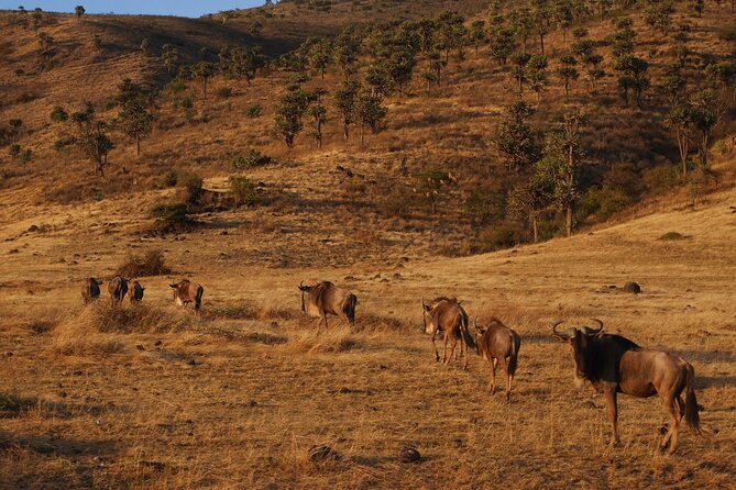 4-Day Safari to Tarangire, Serengeti and Ngorongoro from Arusha - Join a group - Who will enjoy this safari most