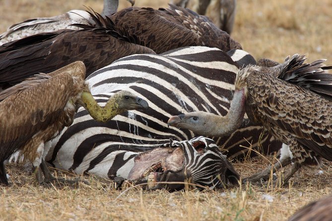 4 Day Serengeti and Ngorongoro crater - What this four-day safari actually covers
