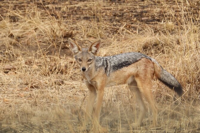4 Day Serengeti and Ngorongoro crater - Day 3: Morning wildlife, then the road to Ngorongoro