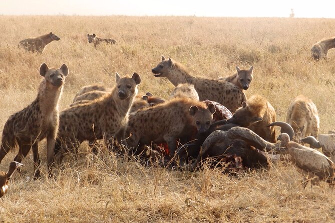 4 Day Serengeti and Ngorongoro crater - Day 4: Ngorongoro Crater and the return to Arusha