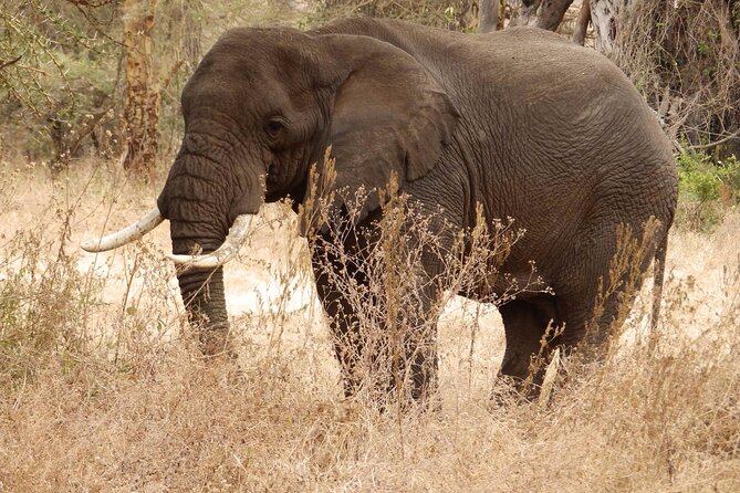 4 Day Serengeti and Ngorongoro crater - Day 2: A full day across the Serengeti plains