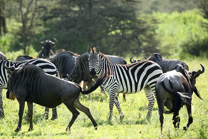 4-Day Serengeti, Ngorongoro, & Lake Manyara Budget Tour - What the $1,317 price really covers