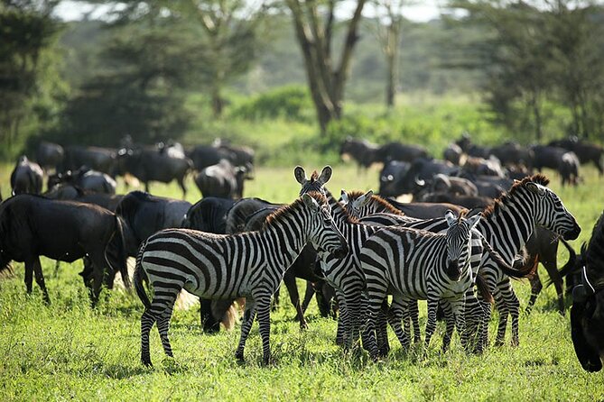 4-Day Serengeti, Ngorongoro, & Lake Manyara Budget Tour - Day three: from Serengeti country to Ngorongoro Crater
