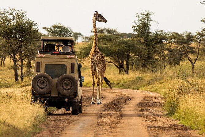 4-Day Serengeti, Ngorongoro, & Lake Manyara Budget Tour - Day four: flamingos, forest, and the road back to Arusha