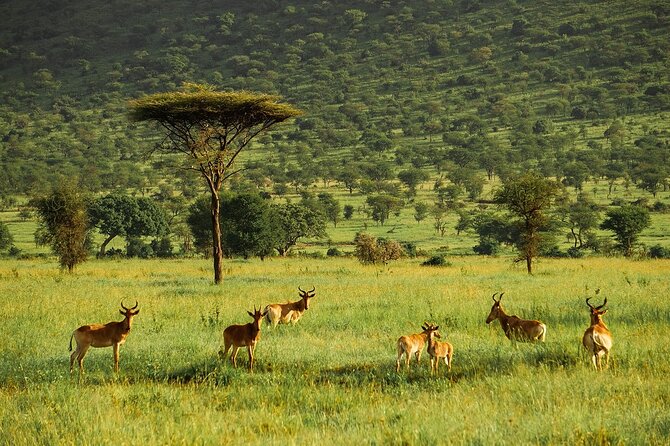 4-Day Serengeti, Ngorongoro, & Lake Manyara Budget Tour - The guide can make or break the safari