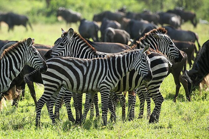 4-Day Serengeti, Ngorongoro, & Lake Manyara Budget Tour - Who will enjoy this four-day route?