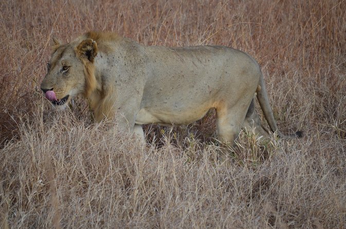 4 Day Serengeti & Ngorongoro Safari Wildlife Wonders of Tanzania - Day one: a long road toward the Serengeti