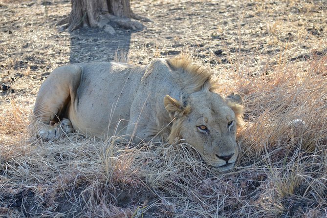 4 Day Serengeti & Ngorongoro Safari Wildlife Wonders of Tanzania - What $1,450 per person may represent