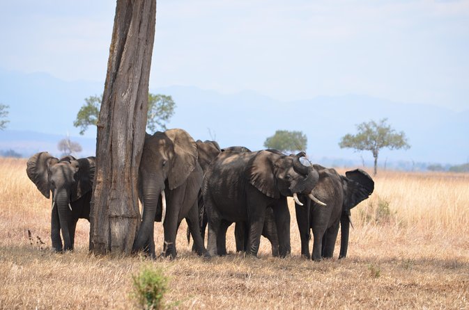 4 Day Serengeti & Ngorongoro Safari Wildlife Wonders of Tanzania - Day two: the safari’s strongest wildlife day