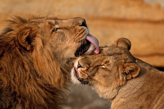 4-Day |Sharing Safari, Tarangire, Serengeti, Ngorongoro - Food and guide service