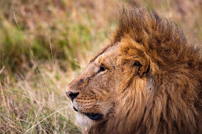 4-Day Simba Safari - Mid Range Tour - Day two: The long road into Serengeti