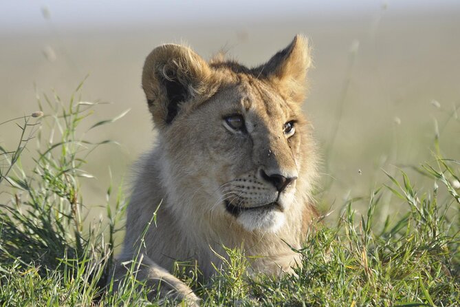 4-Day Simba Safari - Mid Range Tour - What $2,179 per person really covers