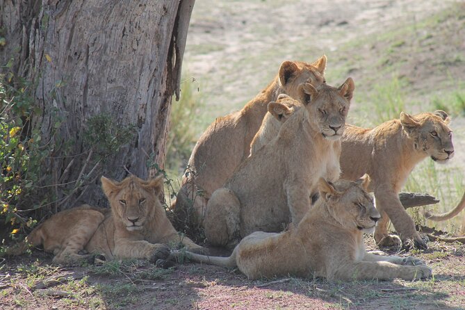 4-Day Simba Safari - Mid Range Tour - Who should choose this safari