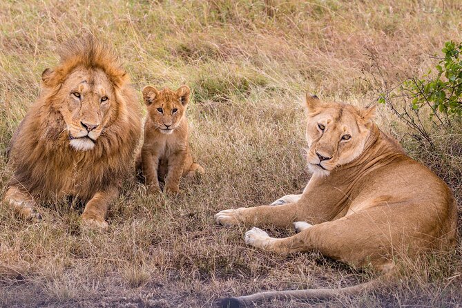 4-Day Simba Safari - Mid Range Tour - Day one: Lake Manyara’s birds and tree-climbing lions
