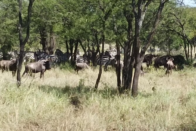 4-Day Small-Group Tour of Tanzania - Day 2: Serengeti National Park and the move toward the plains
