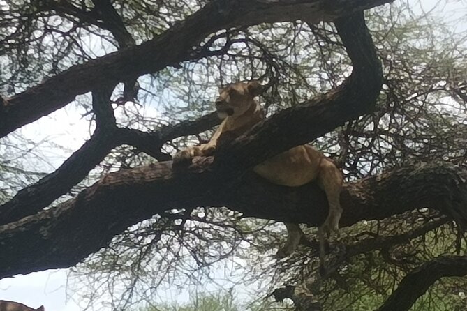 4-Day Small-Group Tour of Tanzania - Day 3: Ngorongoro Crater and a return toward Serengeti
