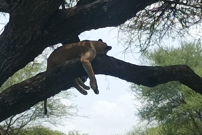 4-Day Small-Group Tour of Tanzania - The guide can make or break a short safari