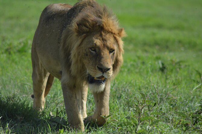 4-Day Small-Group Tour of Tanzania - Day 1: Lake Manyara and its soda lake
