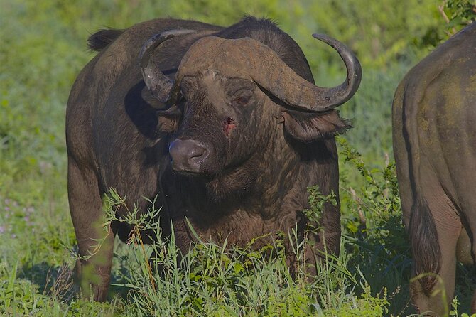 4 Day Tanzania Afordable Safari ft Two Night Serengeti - What the guide can add to the trip