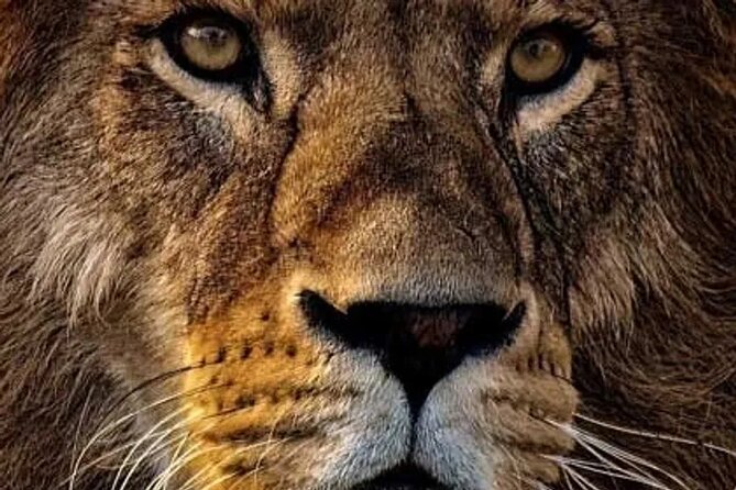 4-Day Tanzania Camping Safari Experience - Key points to know before booking