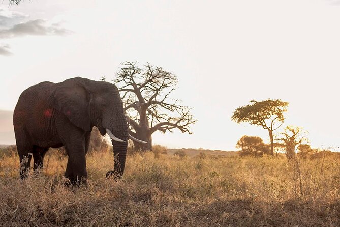 4-Day Tanzania Camping Safari Experience - What this four-day safari is really like