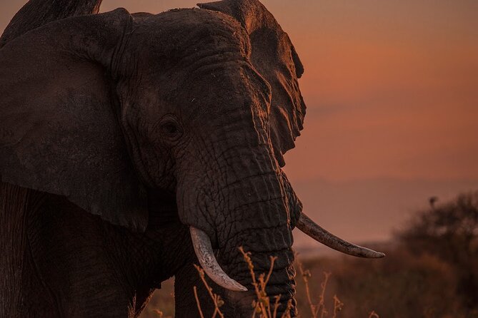 4-Day Tanzania Camping Safari Experience - Camping, meals, and the level of comfort