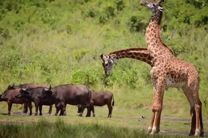 4-Day Tanzania Camping Safari to Lake Manyara, Serengeti, and Ngorongoro Crater - Day three: Early Serengeti viewing and the Ngorongoro Rim
