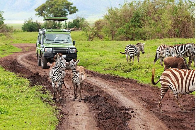 4-Day Tanzania Camping Safari to Lake Manyara, Serengeti, and Ngorongoro Crater - Day four: Down into the crater and back to Arusha