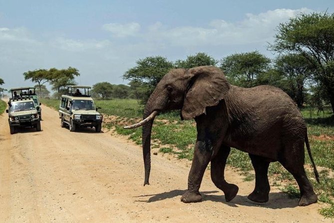 4-Day Tanzania Camping Safari to Lake Manyara, Serengeti, and Ngorongoro Crater - The guide and driving matter more than they sound