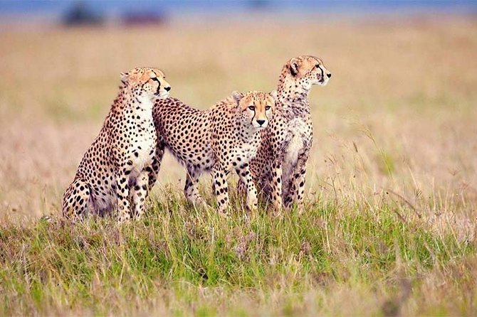 4 Day Tanzania Luxury Safari - Why this four-day route works