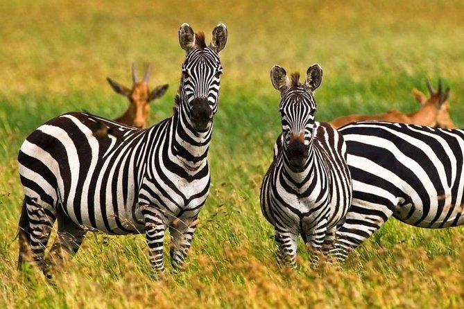 4 Day Tanzania Luxury Safari - Day 2: The long approach to central Serengeti