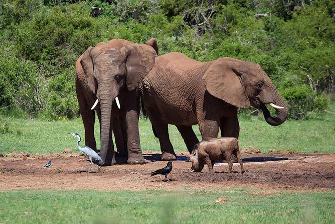 4 Day Tanzania Luxury Safari - Is $3,182.06 per person good value?