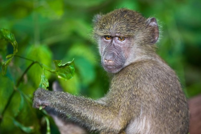 4 Day Tanzania Luxury Safari - Communication, safety, and planning
