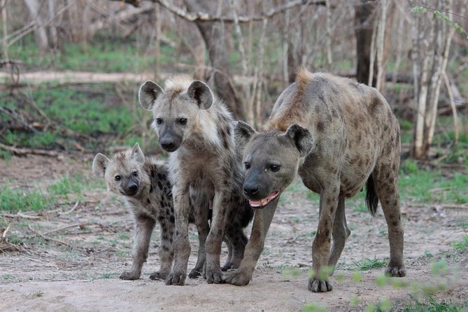 4 Day Tanzania Luxury Safari - Day 1: Lake Manyara’s forest, cliffs, and baboons