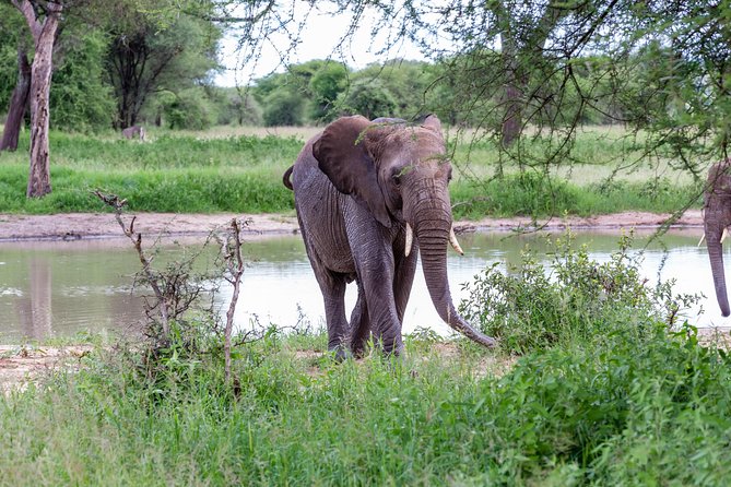 4-day Tanzania Safari - Day 1: Elephants and open country in Tarangire