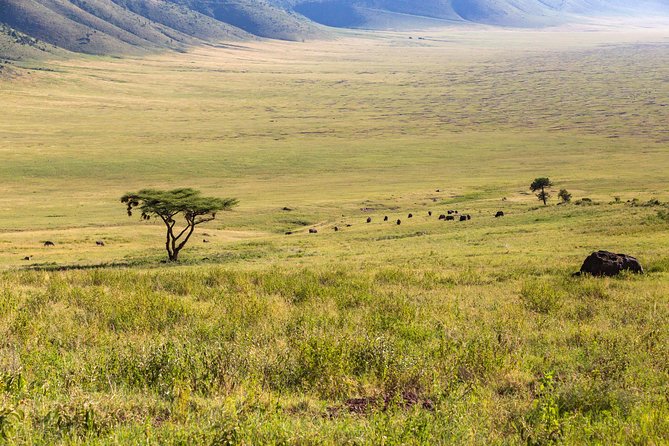 4-day Tanzania Safari - Day 2: Ngorongoro Crater’s crowded wildlife stage
