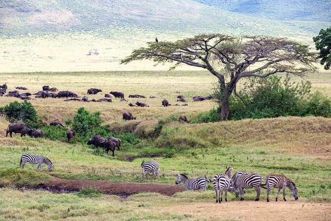 4-day Tanzania Safari - Day 3: Entering central Serengeti around Seronera