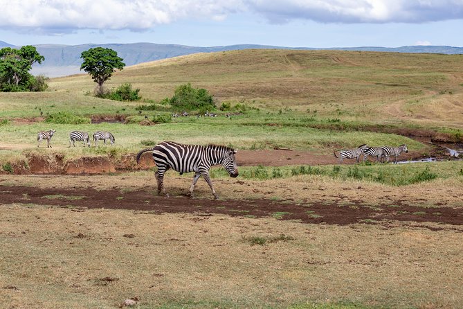 4-day Tanzania Safari - Day 4: A second full day across the Serengeti plains