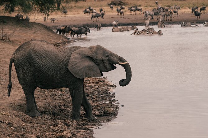 4 Day Tanzania Safari Tarangire Serengeti and Ngorongoro Bliss - Three famous parks in four days