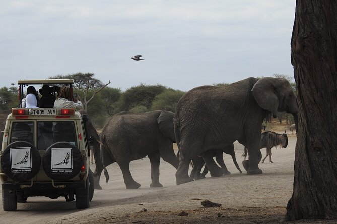 4-Day Tarangire, Serengeti, Ngorongoro Crater - Day 2: Crossing the open Serengeti
